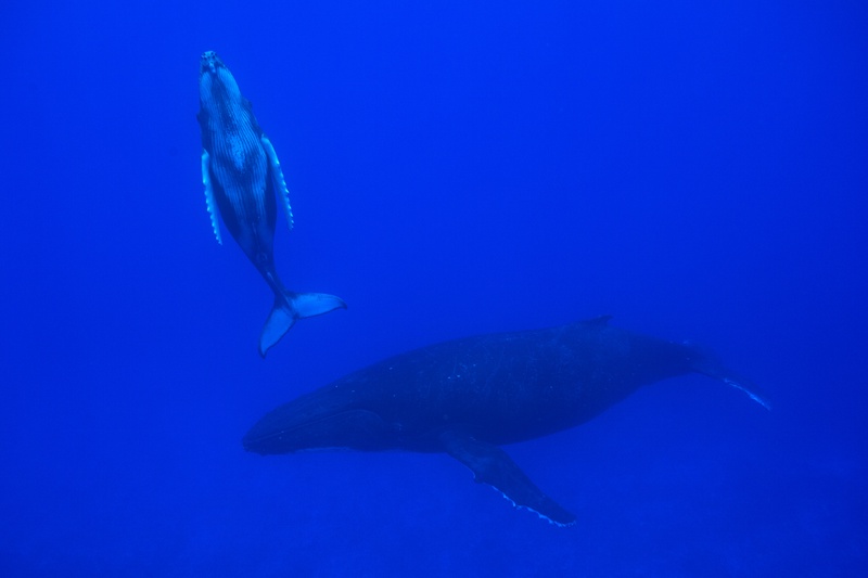 Humpback calf rises beside its mother, the pair hanging almost vertical in open blue.