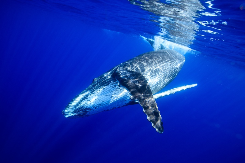 Humpback whale gliding just below the surface, long barnacled pectoral fin stretched wide.