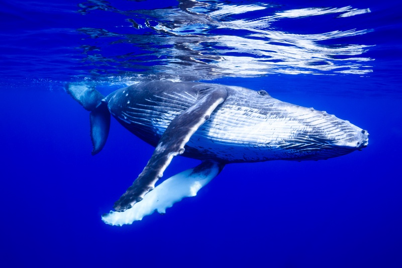 Humpback whale slips under the rippled surface, pleated throat and long pectoral fins reflected above.