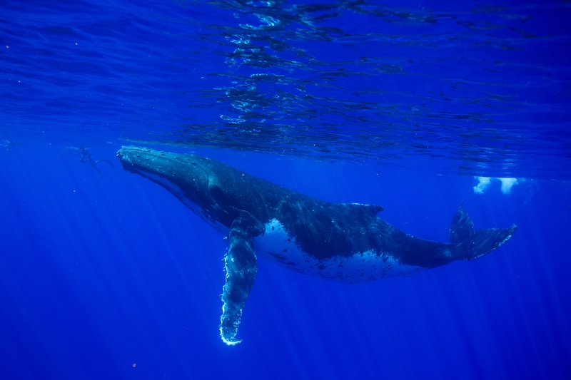 Humpback whale glides beneath the surface, one long pectoral fin hanging into the blue.