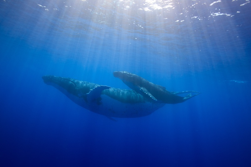 Three humpback whales travel just below the surface, sunrays falling through the water around them.