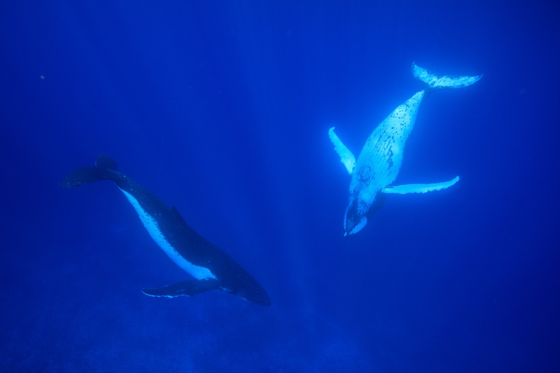 Two humpback whales cross paths in blue water, white pectoral fins flashing in opposite directions.