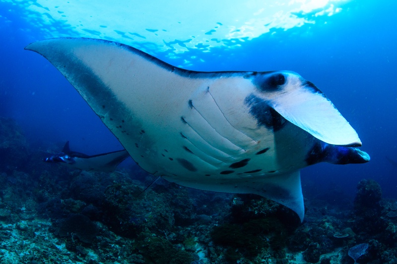Wide-angle manta ray banks over Komodo reef, white belly and black patches clear, a second ray behind.