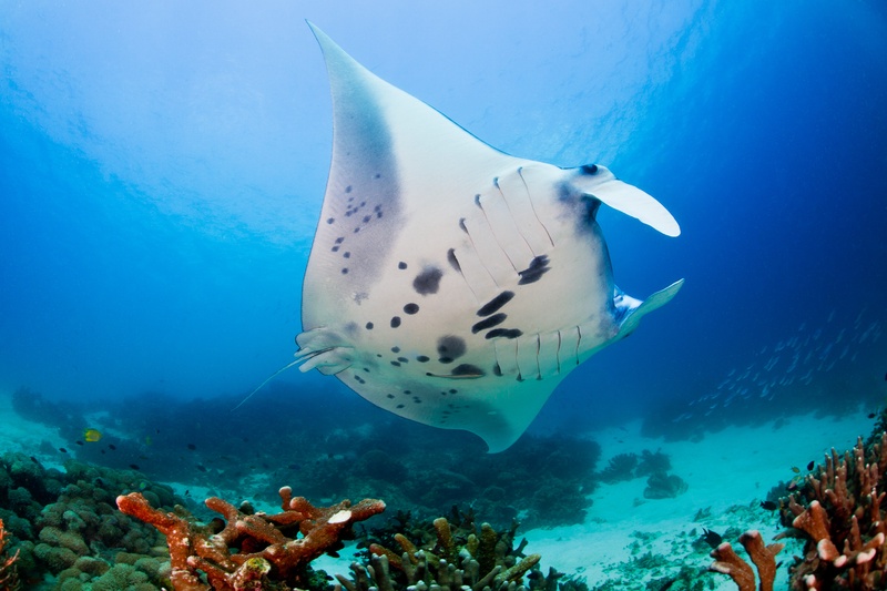 Reef manta ray banks over the coral, spotted belly exposed and cephalic fins unfurled.