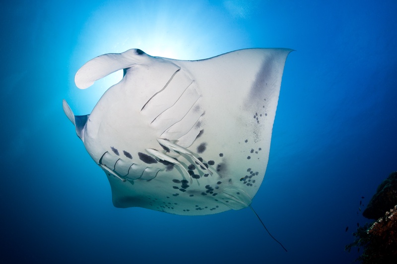 Reef manta ray passes overhead, remoras fixed to its white belly in backlit blue water.