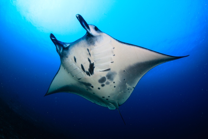 Backlit manta ray glides overhead in Komodo, belly markings clear against the sunlit blue.