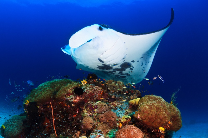 Reef manta ray gliding belly-up over a cleaning station, brain corals and anthias below in deep blue water.