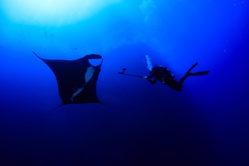 Manta ray and photographer hang as silhouettes in the blue, wide-angle scene from Socorro.