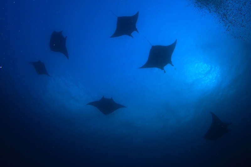 Manta rays cross overhead in silhouette, wings beating slowly beneath Komodo's sunlit surface.