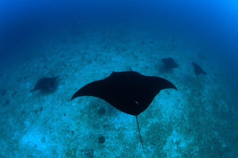 Several manta rays glide as silhouettes over Komodo's rocky seabed, wings beating in loose formation.