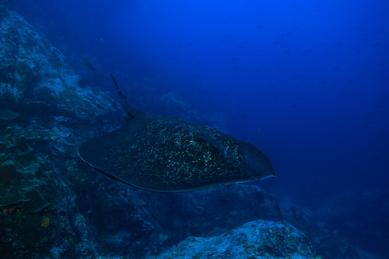 Marble ray low over Cocos reef, dark disc-shaped body skimming the rocks, spotted wings spread wide.