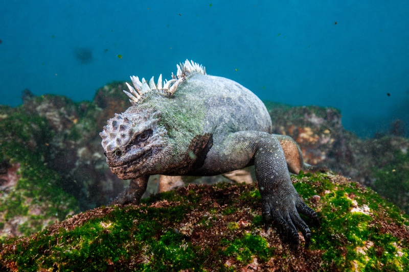 Galapagos marine iguana gripping an algae-crusted volcanic rock, white dorsal spines raised and salt-crusted snout facing the lens.