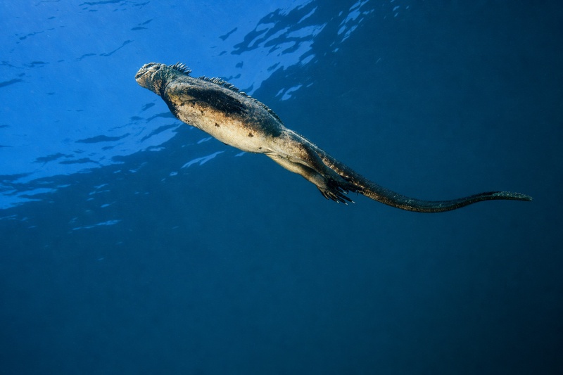 Galapagos marine iguana mid-stroke in open blue, flattened tail driving it forward just below the surface.