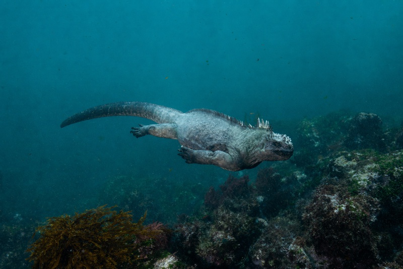 Galapagos marine iguana gliding above kelp and coralline algae, dark body and raised spines sharp against the green reef below.
