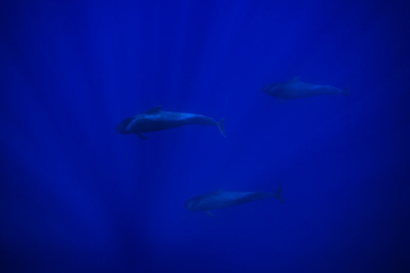 Three short-finned pilot whales cruise in formation through the blue off Pico.