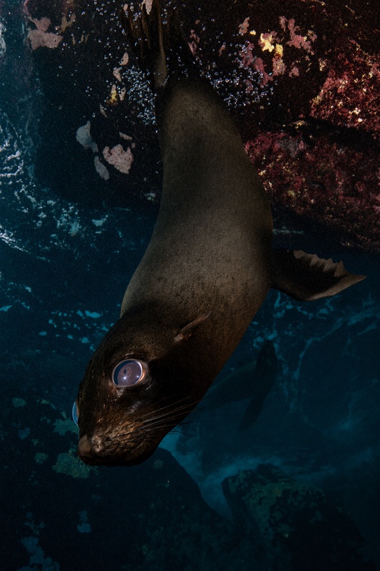 Galapagos sea lion diving head-first along a volcanic rock wall encrusted with red coralline algae.