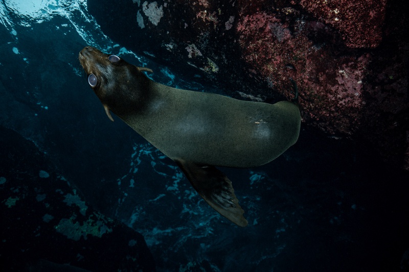 Galapagos sea lion gliding past volcanic rocks covered in pink and red algae with the surface visible above.
