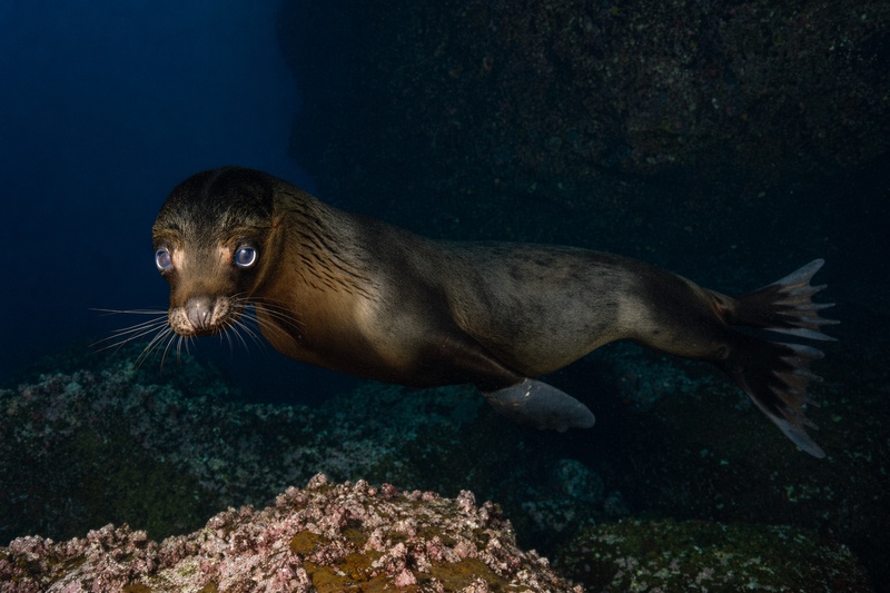Young Galapagos sea lion face-to-face with the lens, whiskers fanned wide above pink coralline rock.