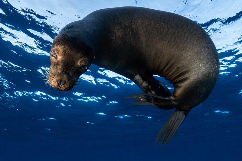 Galapagos sea lion curling near the surface and gazing downward, backlit by sun rays through the water.