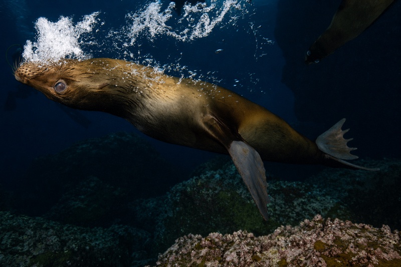 Galapagos sea lion bursting through a trail of bubbles with golden strobe light illuminating its sleek body.