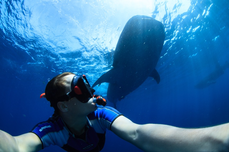 Snorkeler taking a selfie as a whale shark silhouette passes behind in bright surface blue.