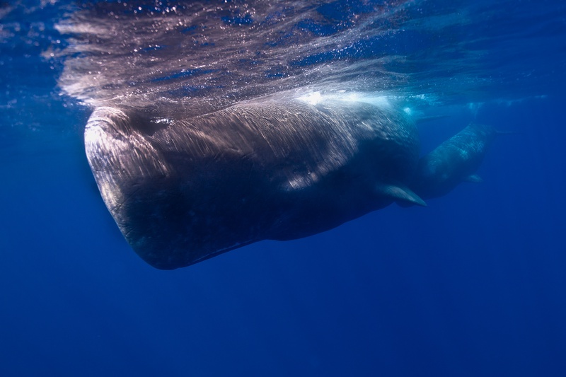 Sperm whale glides just below the surface, wrinkled skin lit by sunlight over Pico.