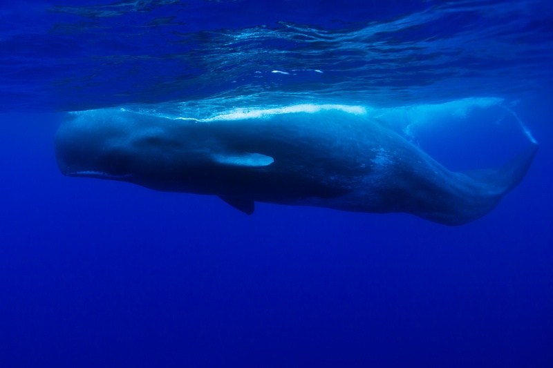 A sperm whale swimming near the surface in clear blue water off Pico, Azores.