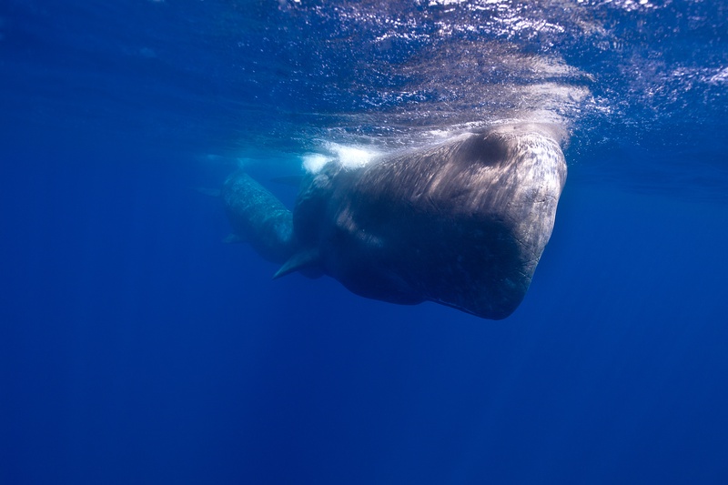 Sperm whale approaches head-on near the surface, its blocky forehead looming beneath filtered light.