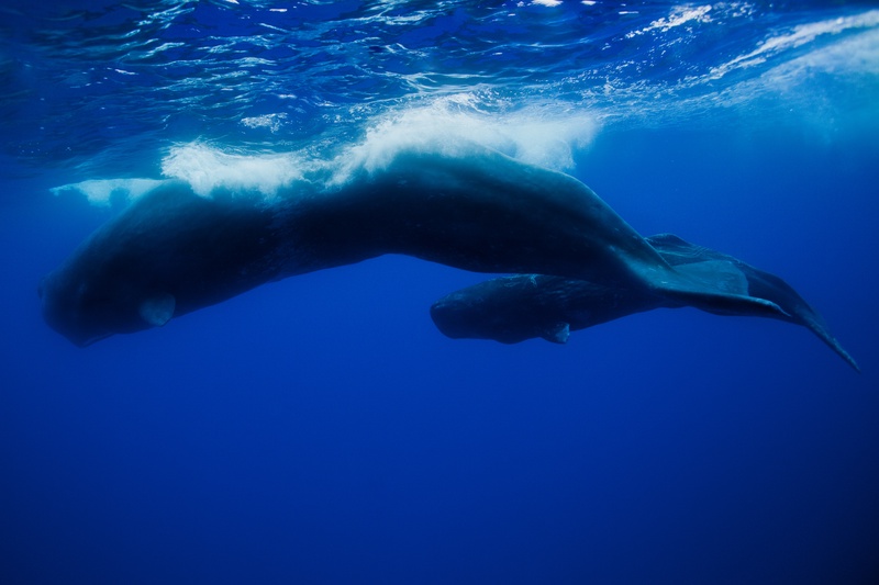 Sperm whale mother and calf cruising near the surface, white wash breaking above their backs.