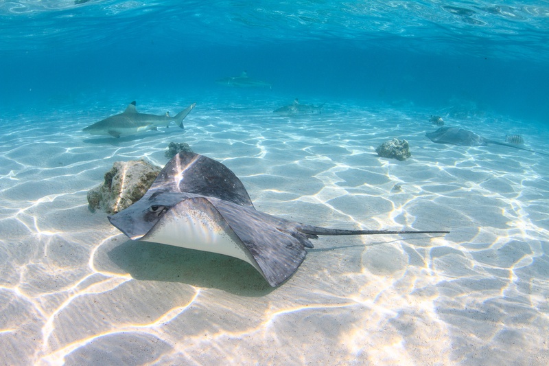 Stingray rests on white sand while a blacktip reef shark cruises through the background.