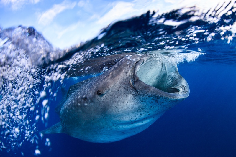 Whale shark feeding just under the surface, mouth wide open as bubbles trail past.