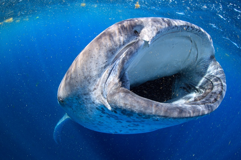 Viewed from above, a whale shark filter-feeds with its mouth wide in plankton-rich blue.
