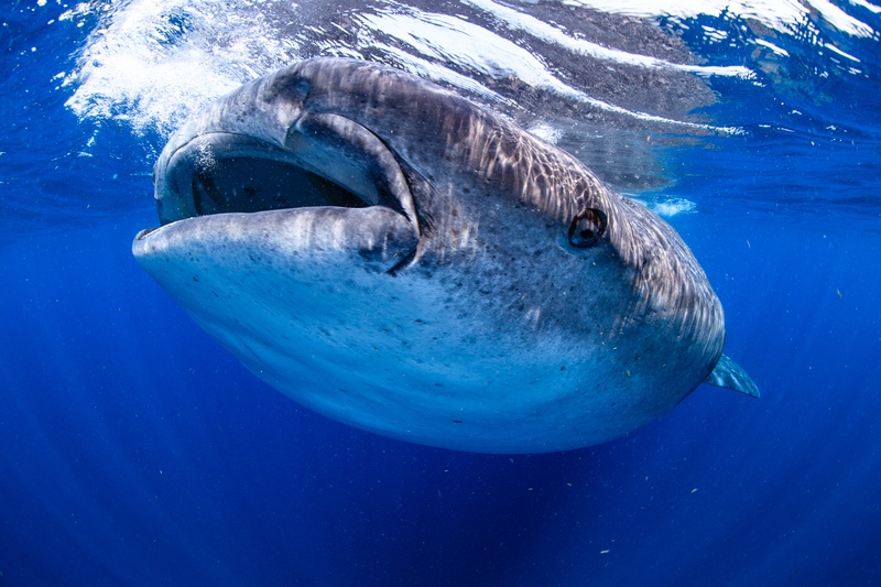 Whale shark feeding at the surface off Isla Mujeres, mouth gaping wide, remoras clinging to its flank.