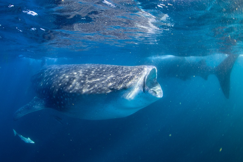 Whale shark feeds at the surface off Isla Mujeres, mouth wide as it strains plankton.