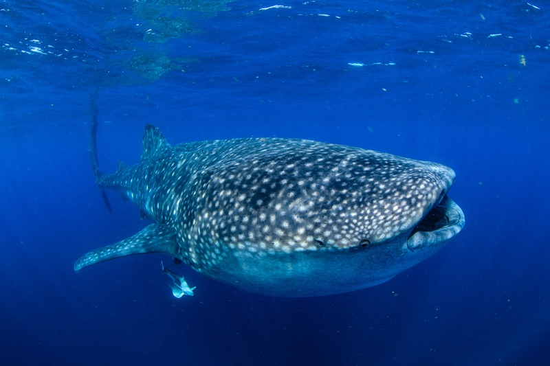 Whale shark glides past in full profile, white spots crisp and remoras riding its flanks.