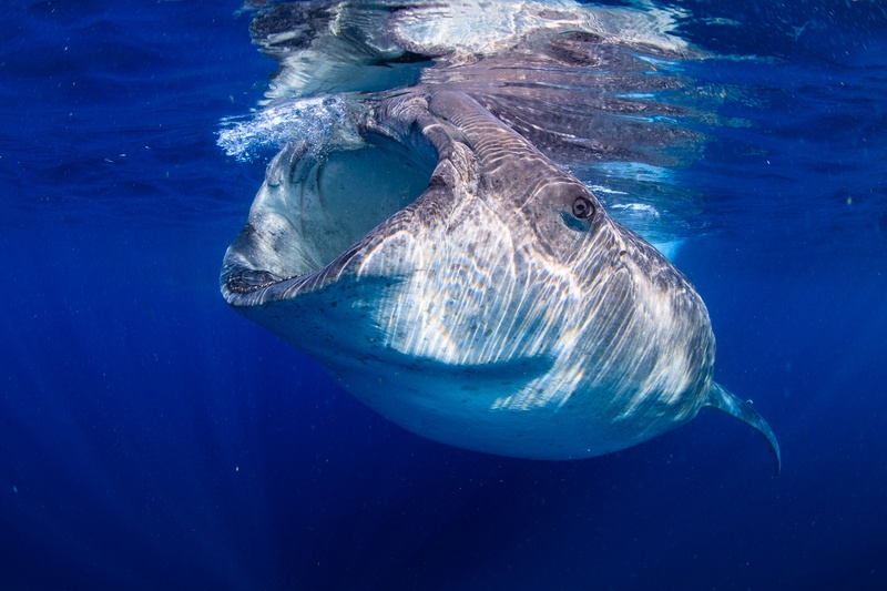 Whale shark feeds at the surface off Isla Mujeres, mouth open wide for plankton-rich water.