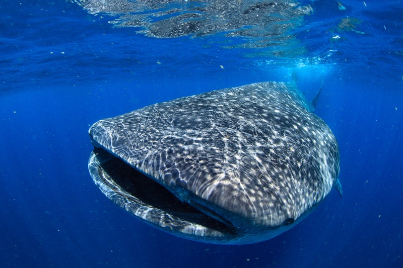 Whale shark head in close-up at the surface, broad snout and checkerboard spots cutting the glare.