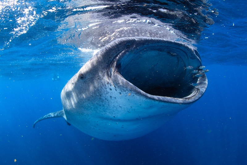 Whale shark feeding from below, mouth flared wide as baitfish cluster around the lips.