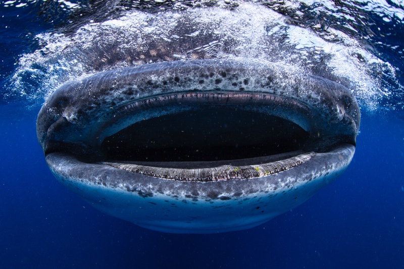 Whale shark head-on at the surface, mouth wide and filter pads exposed as it feeds.