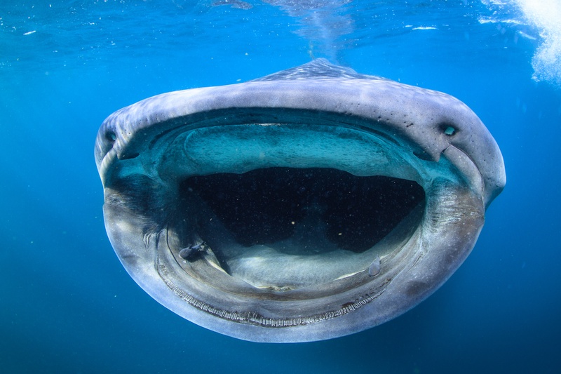 Whale shark coming straight in with mouth wide open, filter-feeding plates visible at Isla Mujeres.