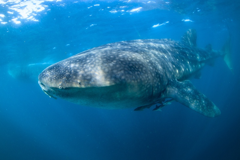 Whale shark glides just under the surface, remoras fixed to its belly beneath the white spots.