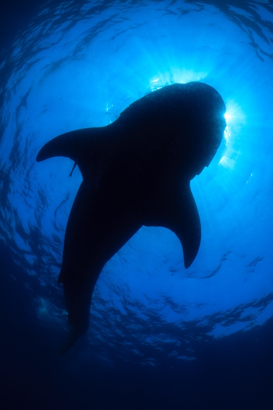 Whale shark silhouette from below, broad head and checker pattern cut against a burst of sun.