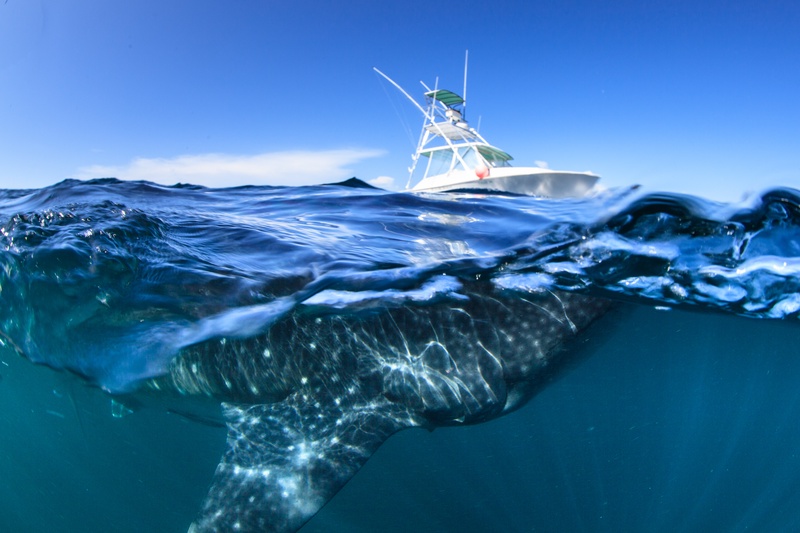 Split shot of a whale shark cruising just under the surface, fishing boat riding above.