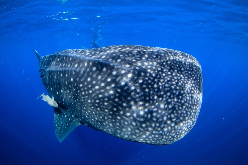 Whale shark portrait near the surface, with a spotted head, small eye, and broad mouth filling the frame.