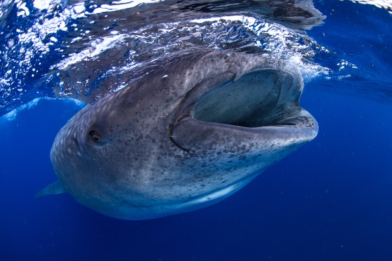 Whale shark approaches head-on near the surface, checkerboard spots leading back into the blue.