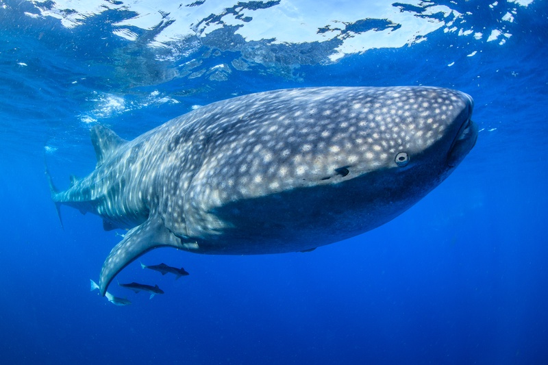 Surface-feeding whale shark with mouth agape, eye clear and remoras tucked beneath its spotted flank.
