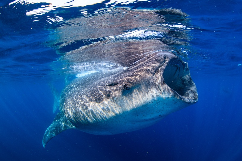 Whale shark surface-feeding in Isla Mujeres, mouth wide and spotted flank lit by blue water.