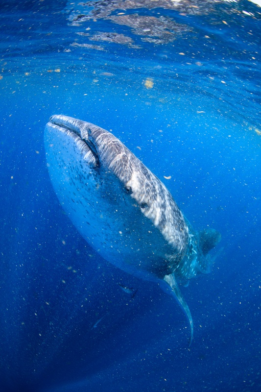 Whale shark feeding head-up in the water column, mouth open as plankton drifts past.