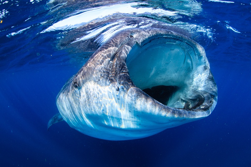 Whale shark feeding just below the surface, cavernous mouth open as small fish keep pace.