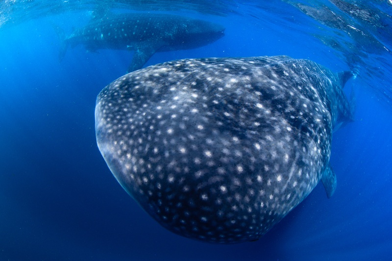 Two whale sharks cruise side by side near the surface, white spots fading into blue.